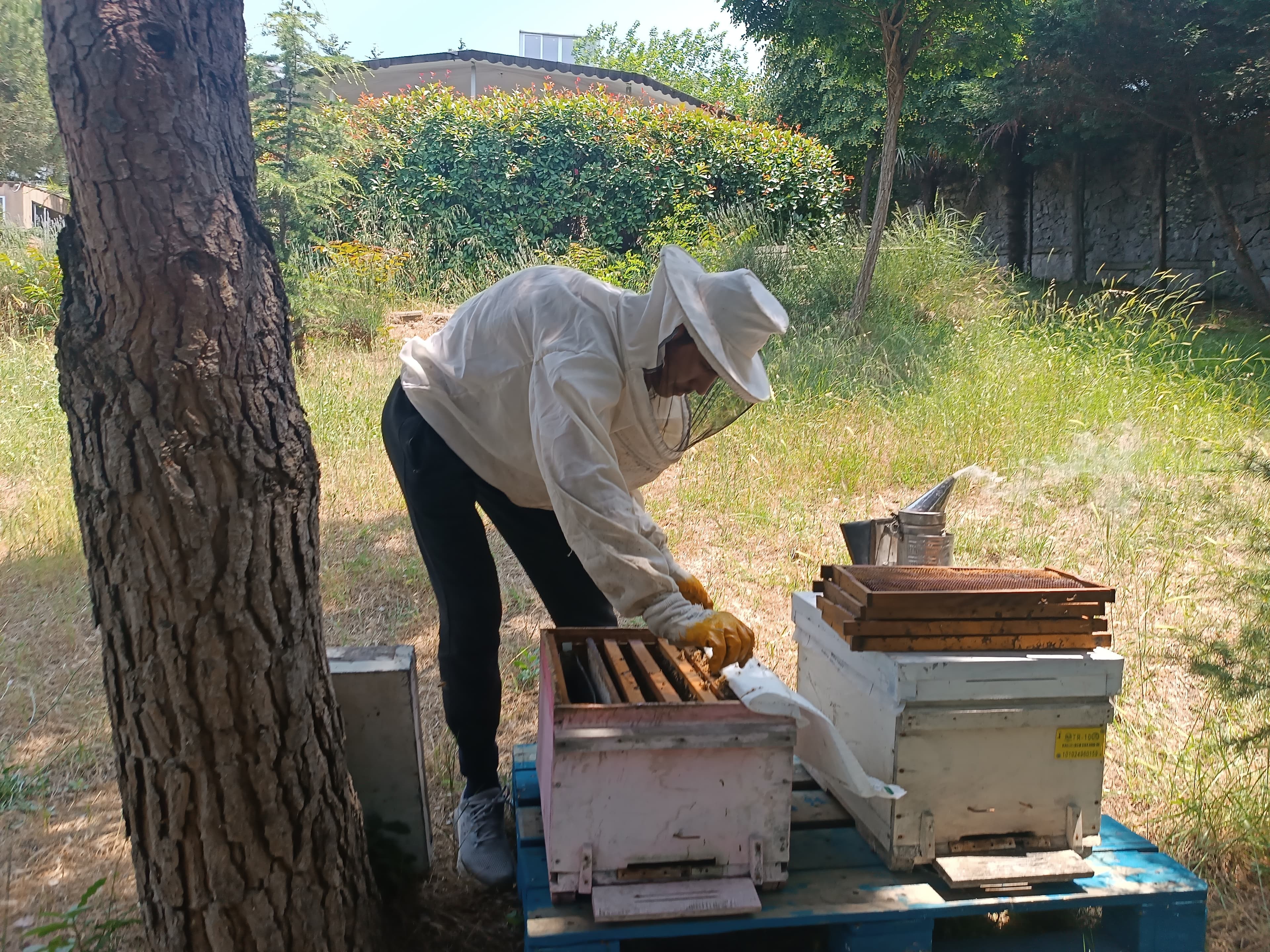 BEEBAL OTONOM ARI SÜTÜ MAKİNESİ  Süreç Fotoğrafı 5