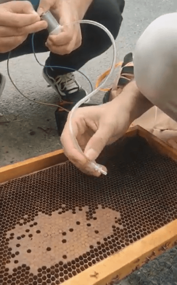 BEEBAL OTONOM ARI SÜTÜ MAKİNESİ  Proje Fotoğrafı 1